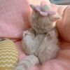 knittynuggets